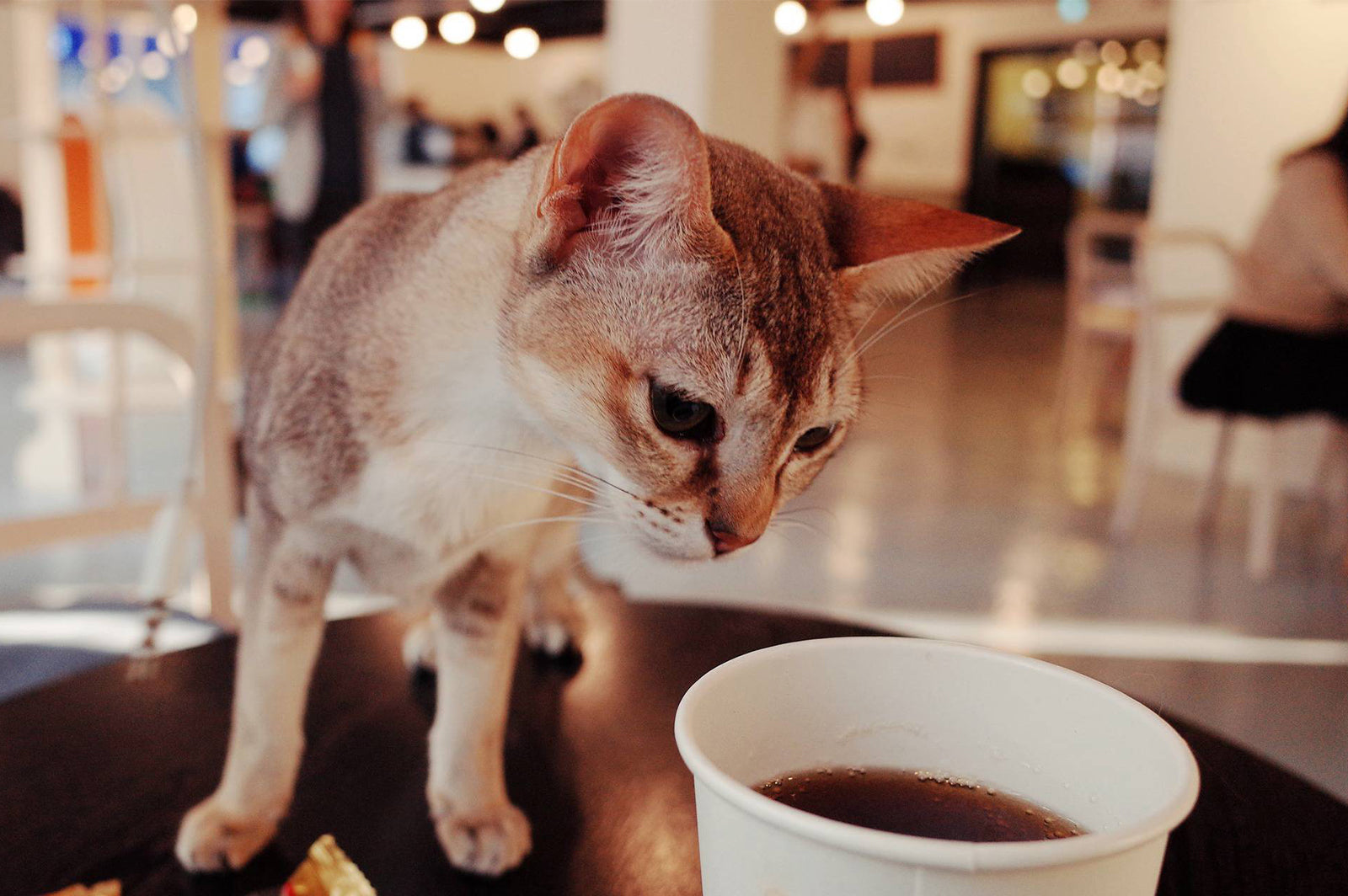 gatto-tazza-caffè-tenoha