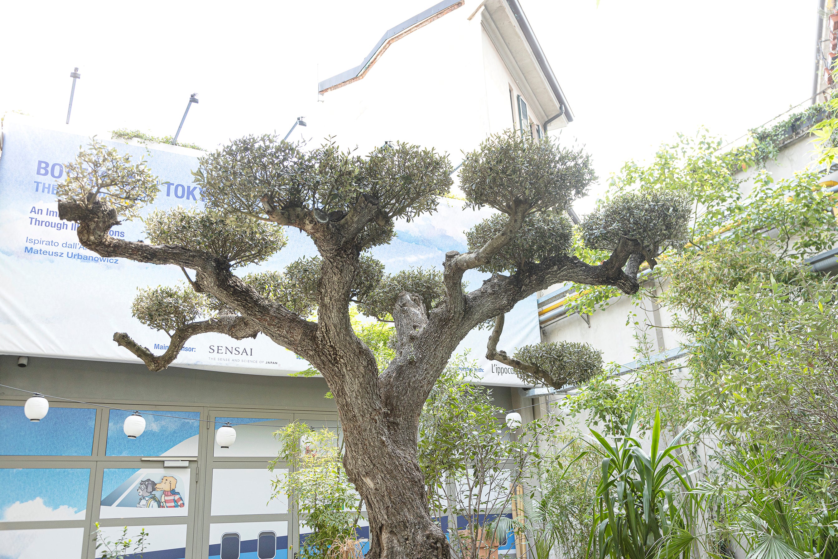 Mamoru, il nuovo macrobonsai di TENOHA