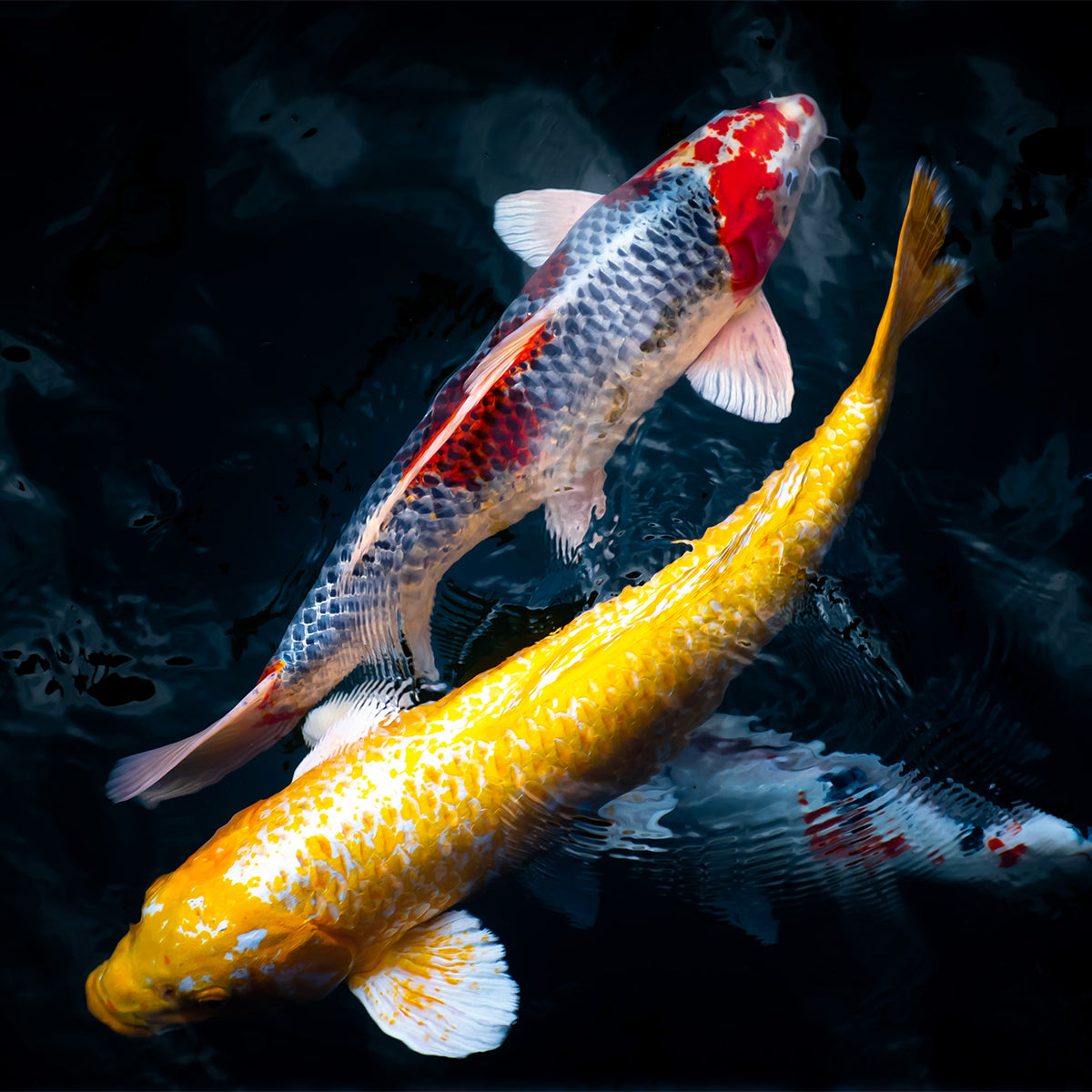 All About Koi: Fish Facts — Koi Story